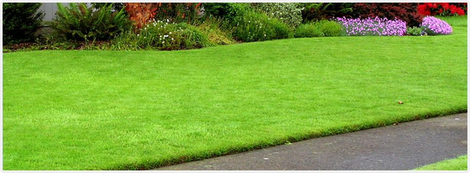 Tree Garden & Lawn Services