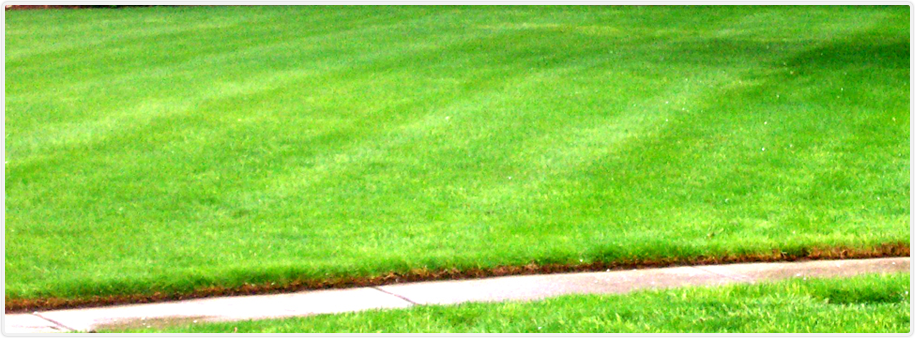 Tree Garden & Lawn Services