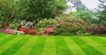 Lawncare Advice