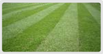 Lawn Services